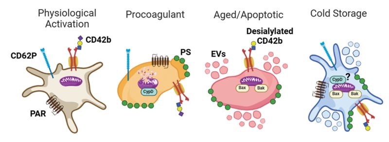 Susan Shea on Advancement of Precision Platelet Transfusion Medicine 1 Susan Shea on Advancement of Precision Platelet Transfusion Medicine