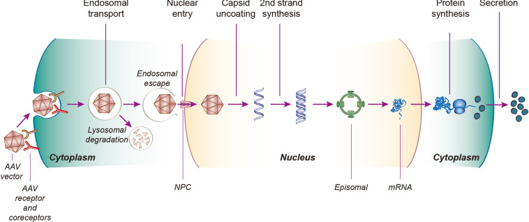 Adeno-Associated Virus and Its Hepatic Journey․ From Delivery to Durable Outcomes 1 Adeno-Associated Virus