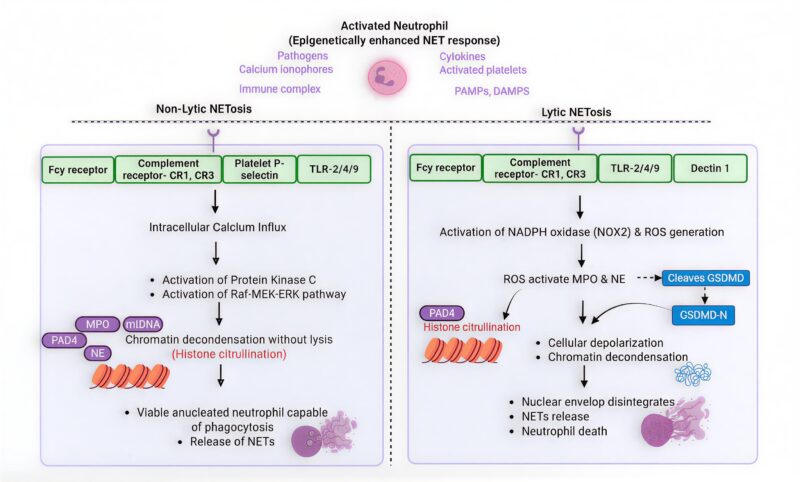 Biofilms, NETosis, and Microclots: Jim Hoffman Reflects on New Scientific Advances 1 NETosis