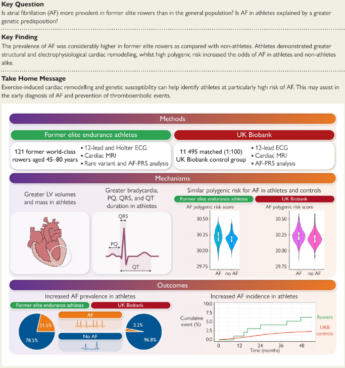 Atrial Fibrillation in World-Class Rowers․ Beyond Traditional Risk Factors 1 Atrial fibrillation