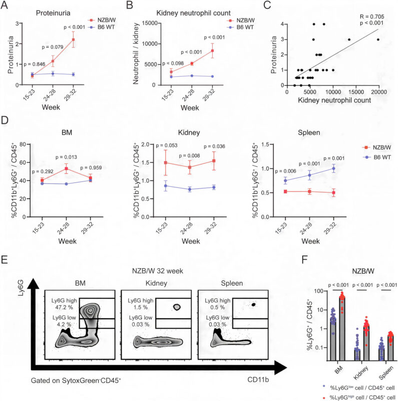 A Neutrophil-Mesangial Cell Axis Promotes Glomerular Injury in Lupus Nephritis 1 Lupus Nephritis