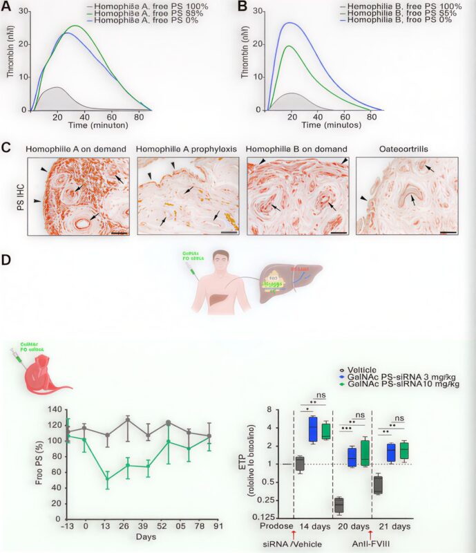 Raja Prince and Team: Protein S as a Therapeutic Target 1 Protein S