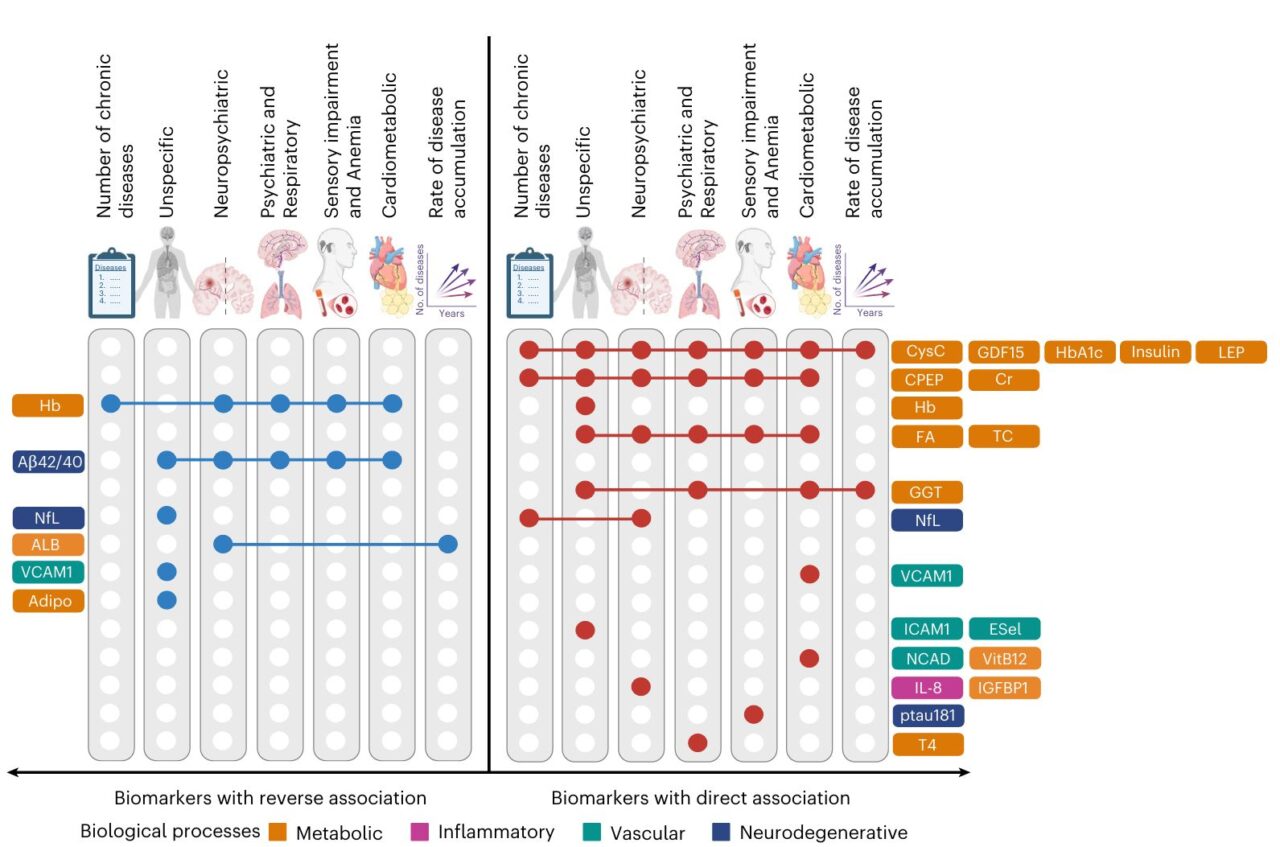 Davide Liborio Vetrano: Metabolic Dysregulation as the Core Signature of Multimorbidity