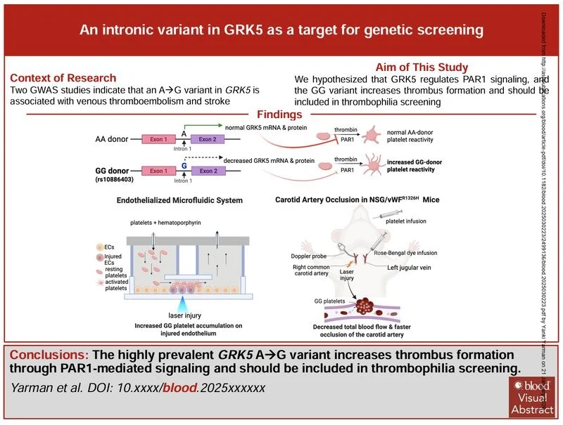 Yanki Yarman: My PhD Project Has Been Published in Blood! 1 Yanki Yarman: My PhD Project Has Been Published in Blood!