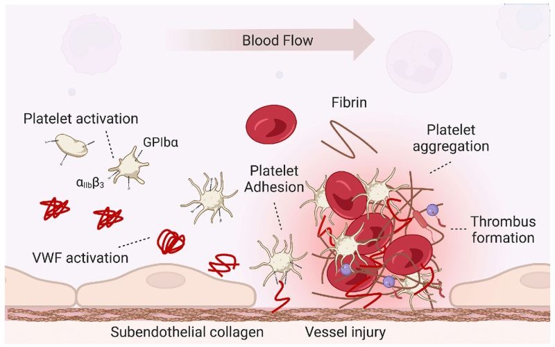 Oliver Tiebel: Great and Unique Compilation of Current Knowledge on VWD 1 Oliver Tiebel: Great and Unique Compilation of Current Knowledge on VWD