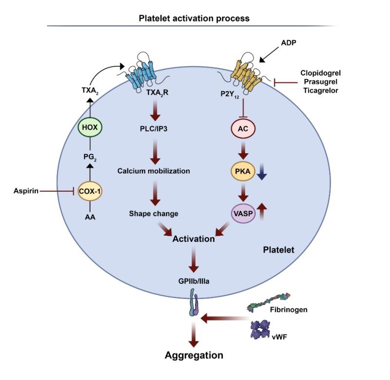 Claudio Laudani on Dual Versus Single Antiplatelet Therapy 1 Claudio Laudani on Dual Versus Single Antiplatelet Therapy