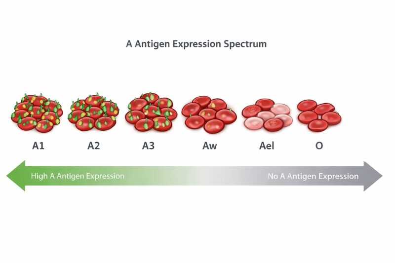 Caitlin Raymond: Practicing at the Edge of ABO - Navigating Rare A Subgroups