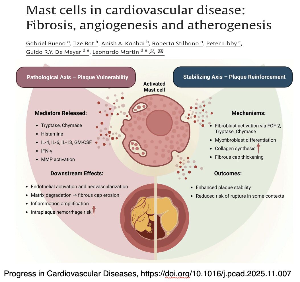 Peter Libby: Mast Cells in Cardiovascular Disease