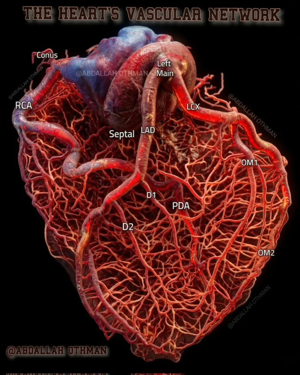 Abdallah Othman: A High-Resolution Look at the Coronary Arteries