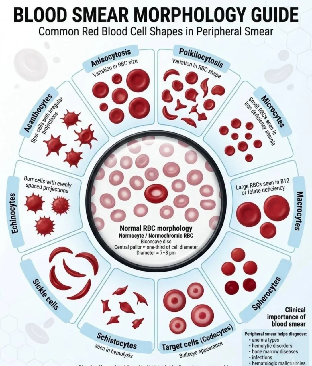Samwel Mikaye: Blood Smear Morphology Guide