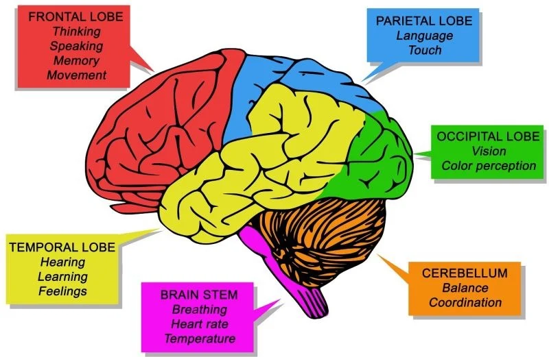 Mignon Fogarty: Understanding Aphasia and Language Disruption in Brain Injuries