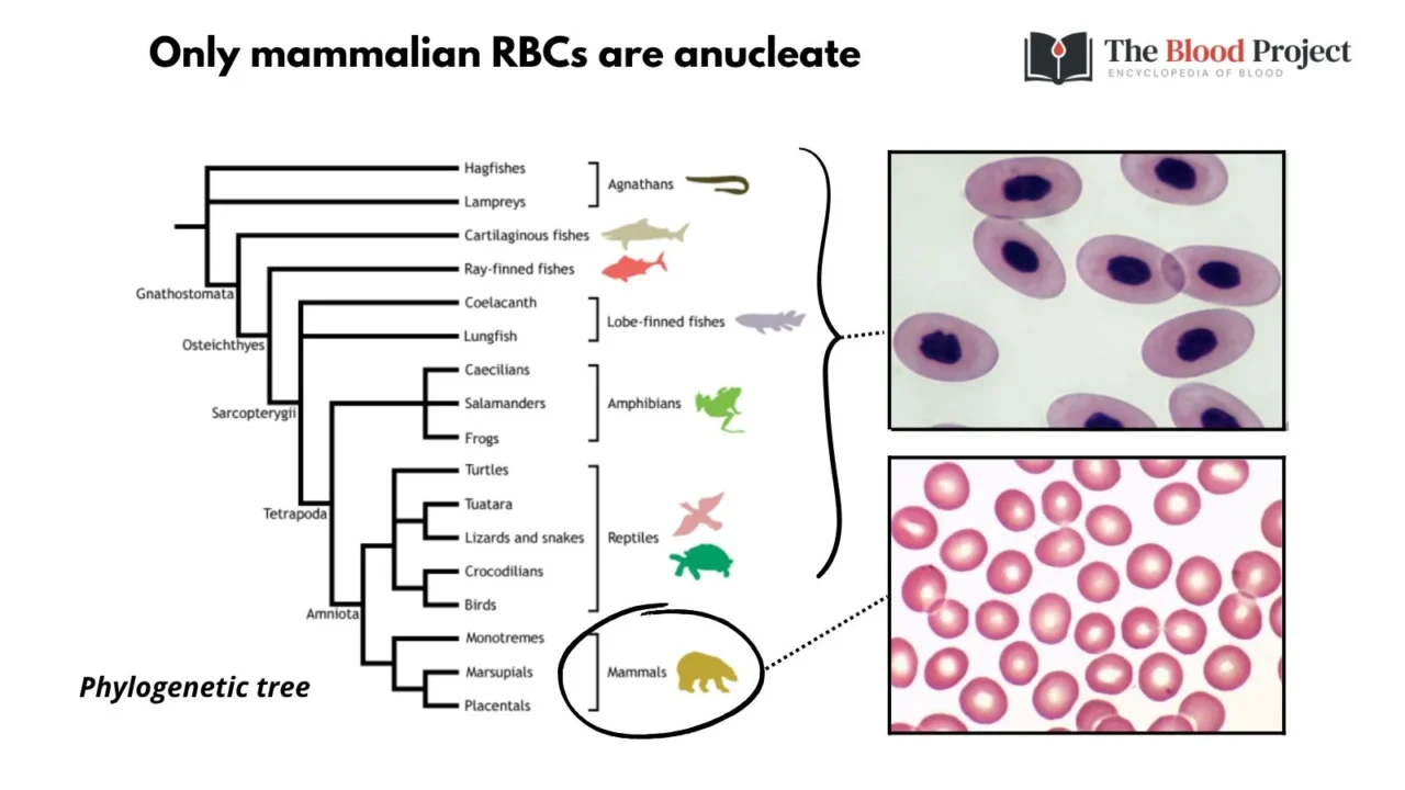 William Aird: Why Did Mammalian Red Blood Cells Give Up Their Nucleus?