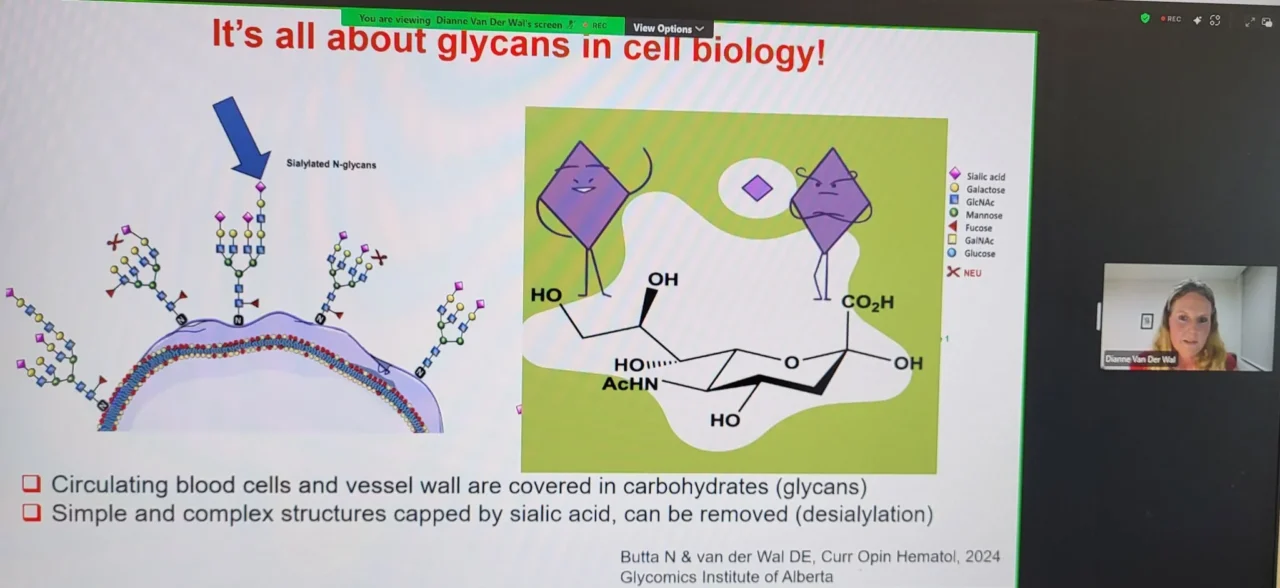 Sara Zalghout: Platelet Glycans as Diagnostic and Therapeutic Targets