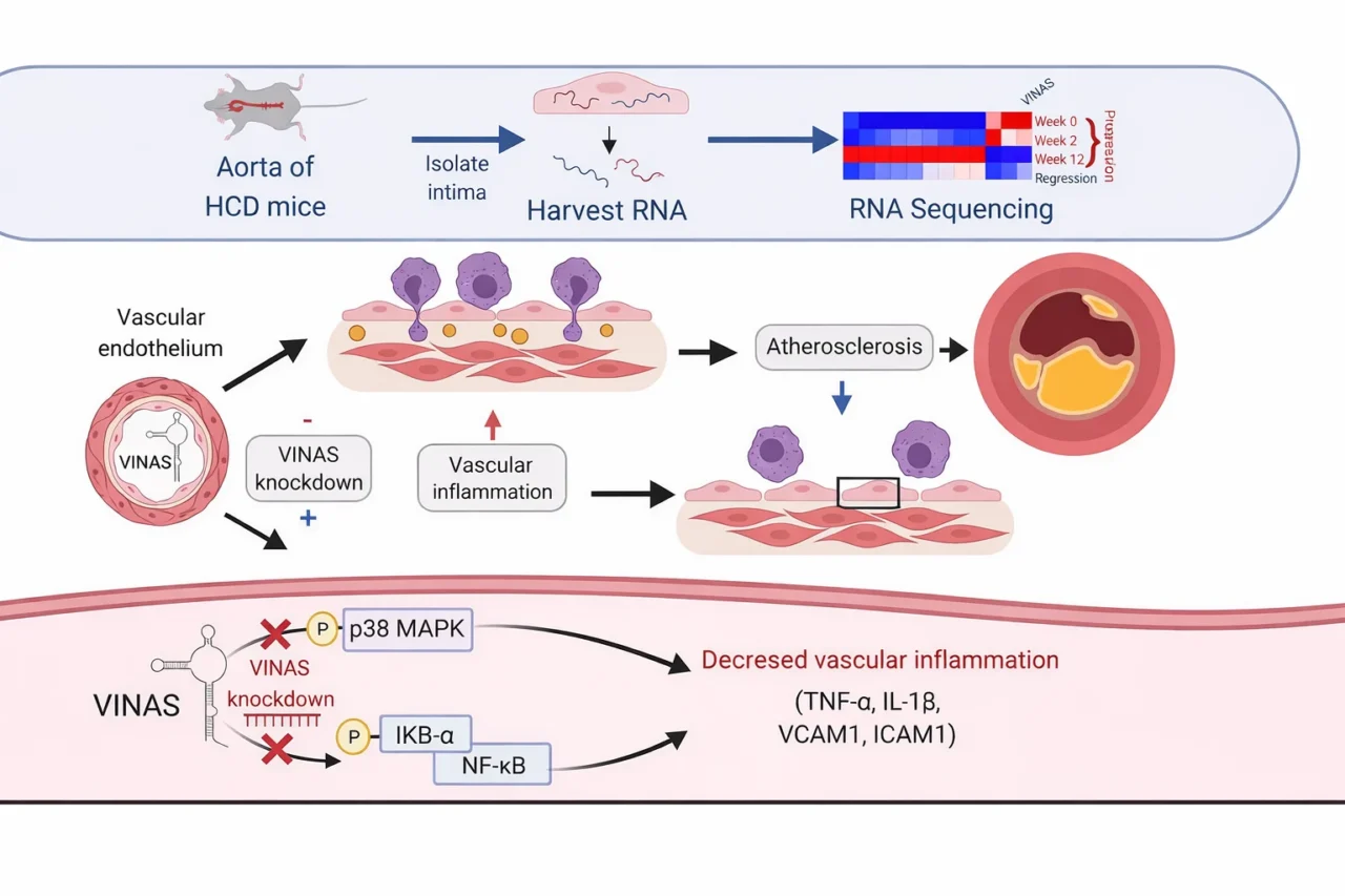 Preeti Sinha: Molecular Mechanisms of Atherosclerosis