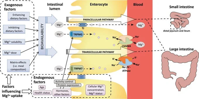 William Wallace: The Truth About Magnesium Forms and How They Are Absorbed