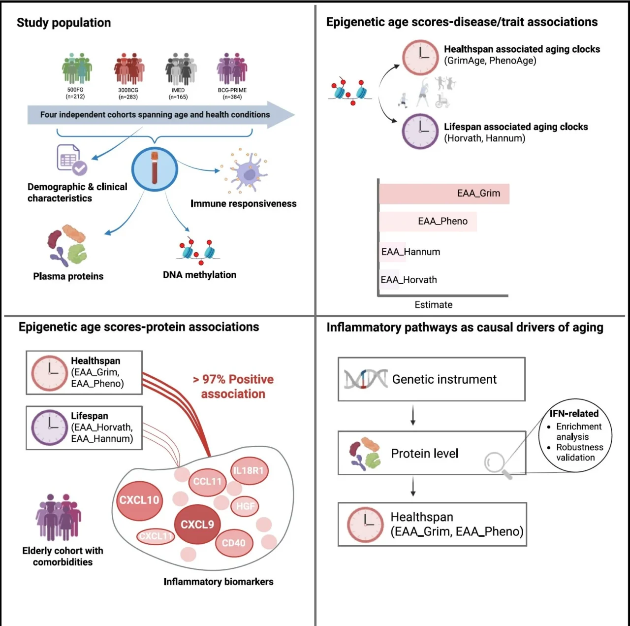 Eric Topol: Is the Interferon Pathway a Key Driver of Inflammaging and Aging