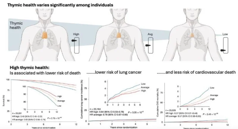 Thomas Vogl: Simon Bernatz Demonstrates that The Thymus Plays a Crucial Role in Health, Immune Resilience, and Longevity