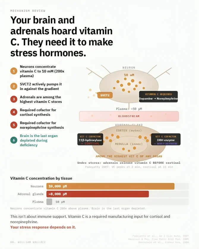William Wallace: Vitamin C Is More Than ''Immune Support''