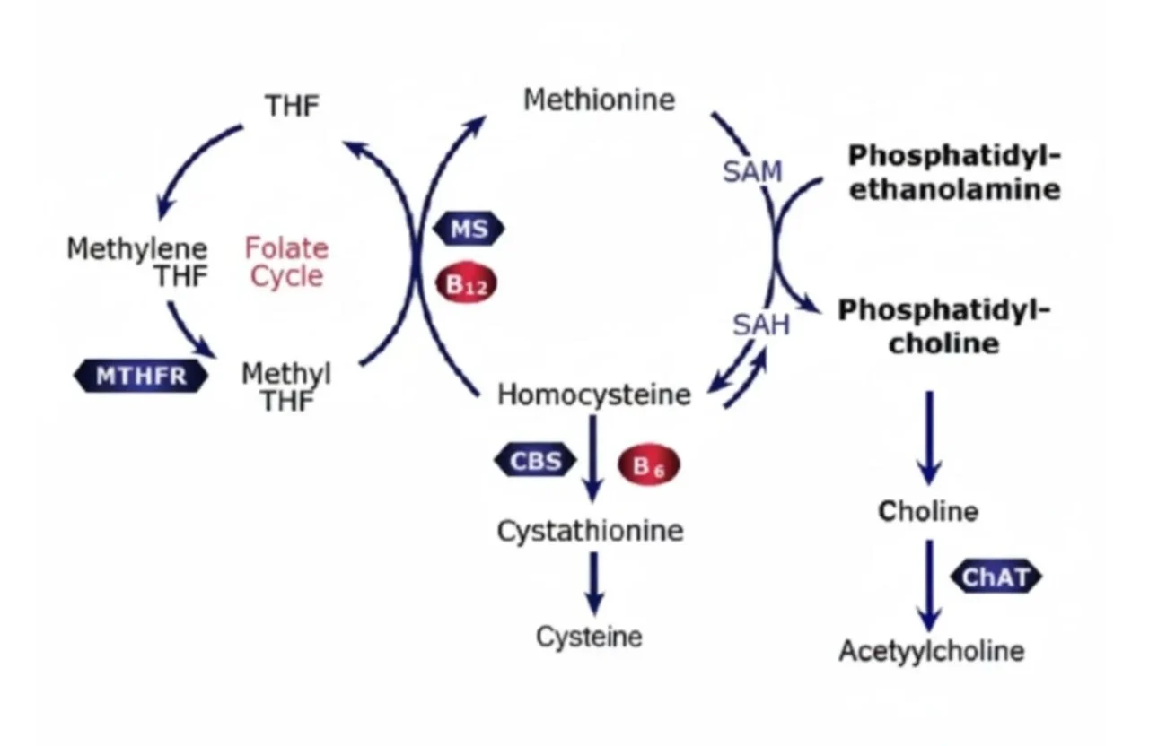 Mark Thornton: When a Metabolic Intermediate Becomes a Clinical Warning Sign
