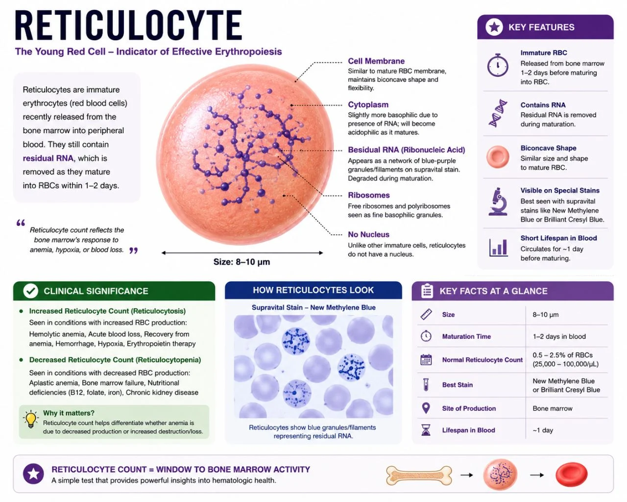 Muhammad Bilal: Why Reticulocyte Counts Matter in Anemia Evaluation 1 Muhammad Bilal: Why Reticulocyte Counts Matter in Anemia Evaluation
