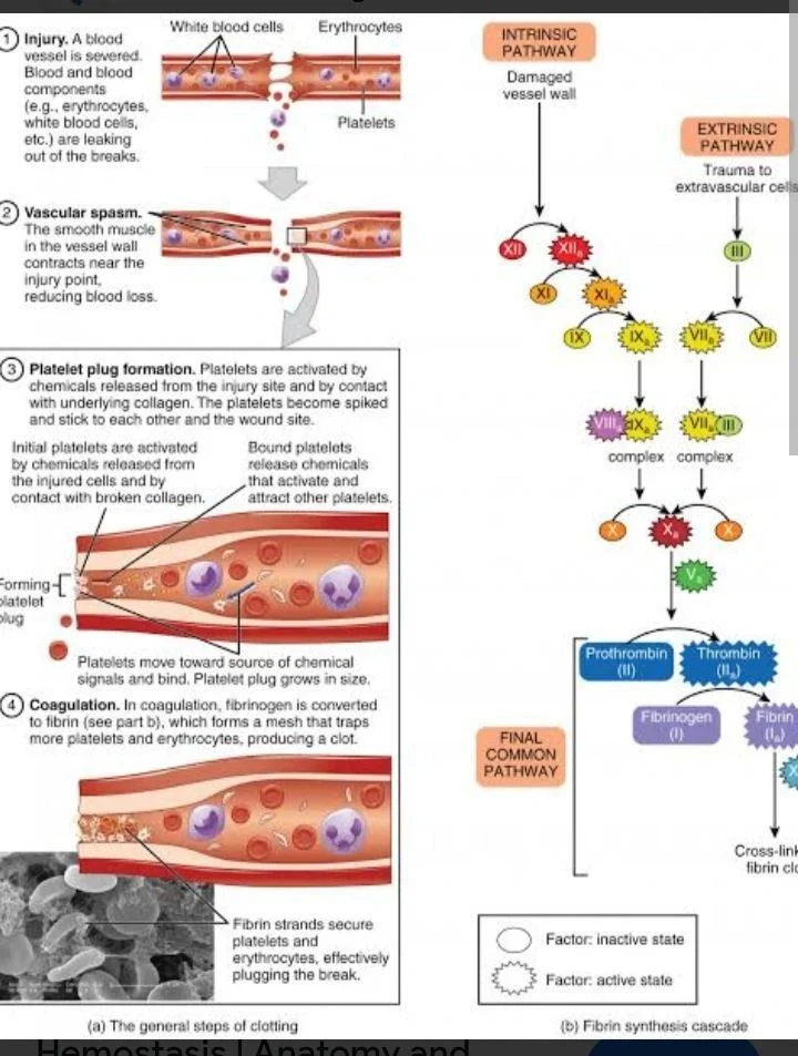 Pauline Nerwande: Hemostasis and the Balance Between Bleeding and Thrombosis