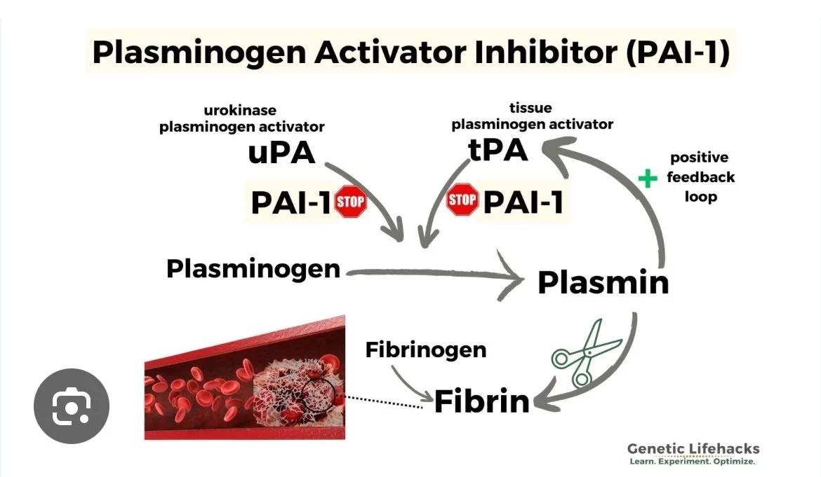 The Dual Role of PAI-1 Mutations in Bleeding and Thrombotic Disorders - ICHCC 1 The Dual Role of PAI-1 Mutations in Bleeding and Thrombotic Disorders - ICHCC