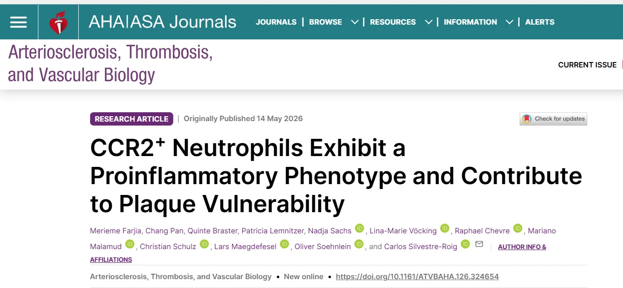 Carlos Silvestre-Roig։ Latest ATVB Publication Explores CCR2⁺ Neutrophils in Atherosclerosis