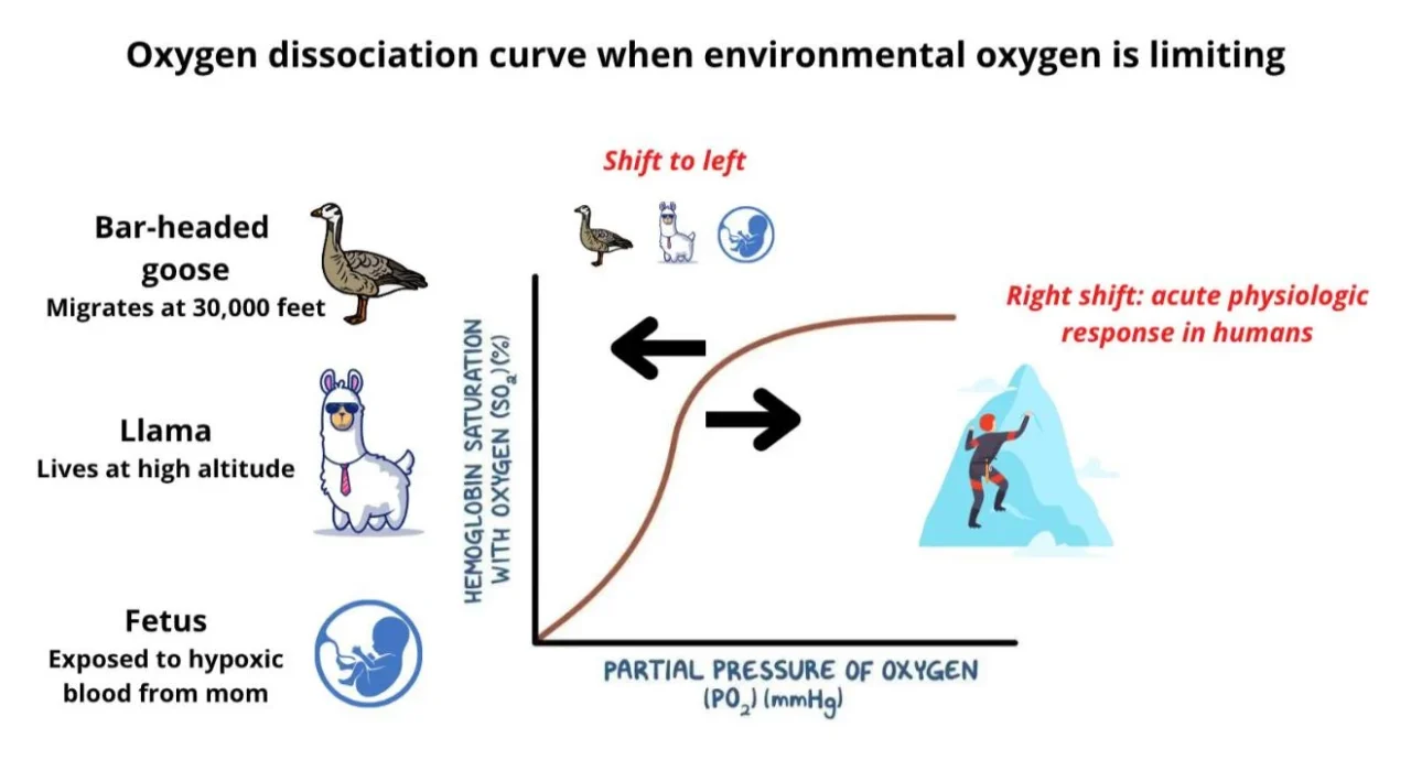 William Aird: When Oxygen Becomes the Limiting Factor
