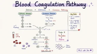 Saoud Hassan: Hemostasis and Blood Coagulation Pathway - Simplified