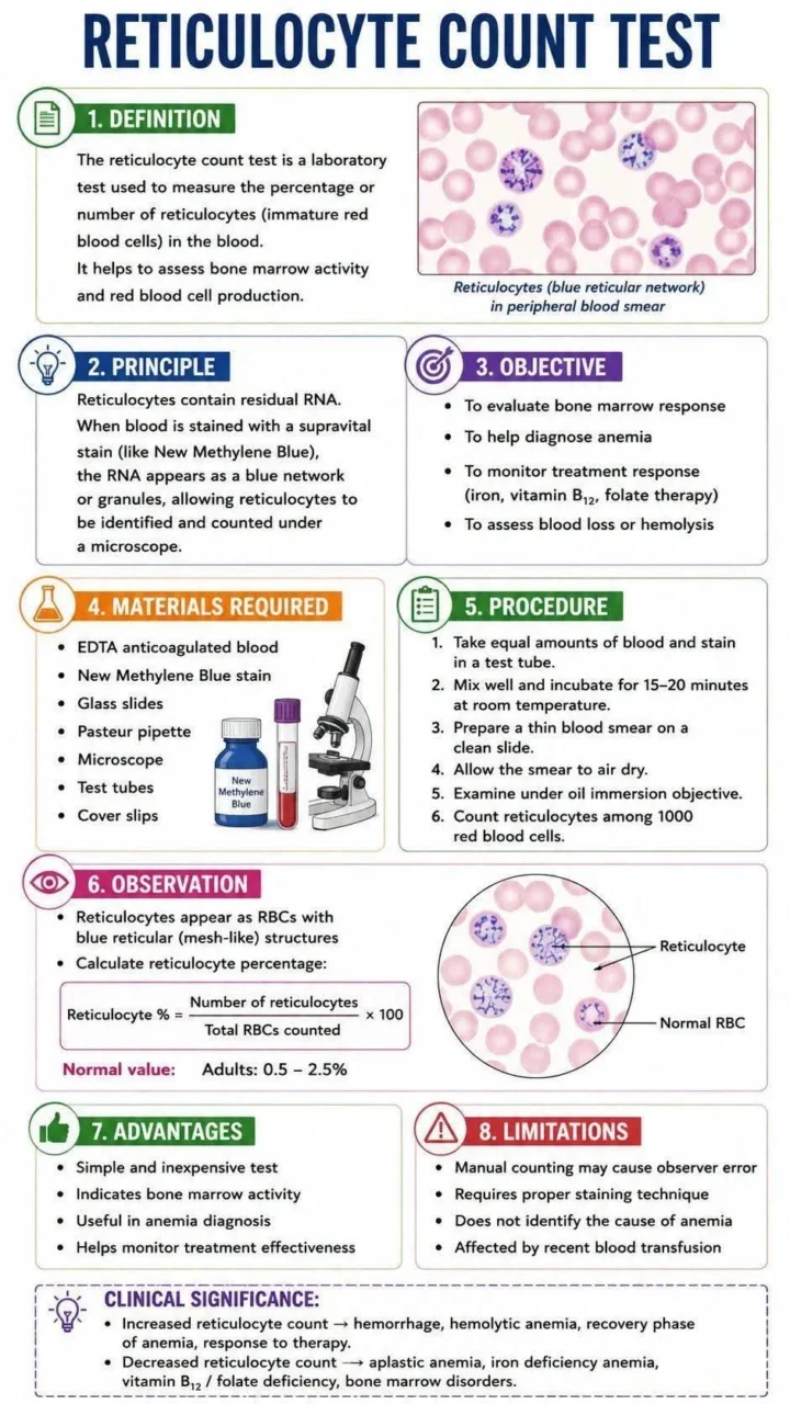 Omar Adwan: The Role of Reticulocytes in Anemia Evaluation 1 Omar Adwan: The Role of Reticulocytes in Anemia Evaluation