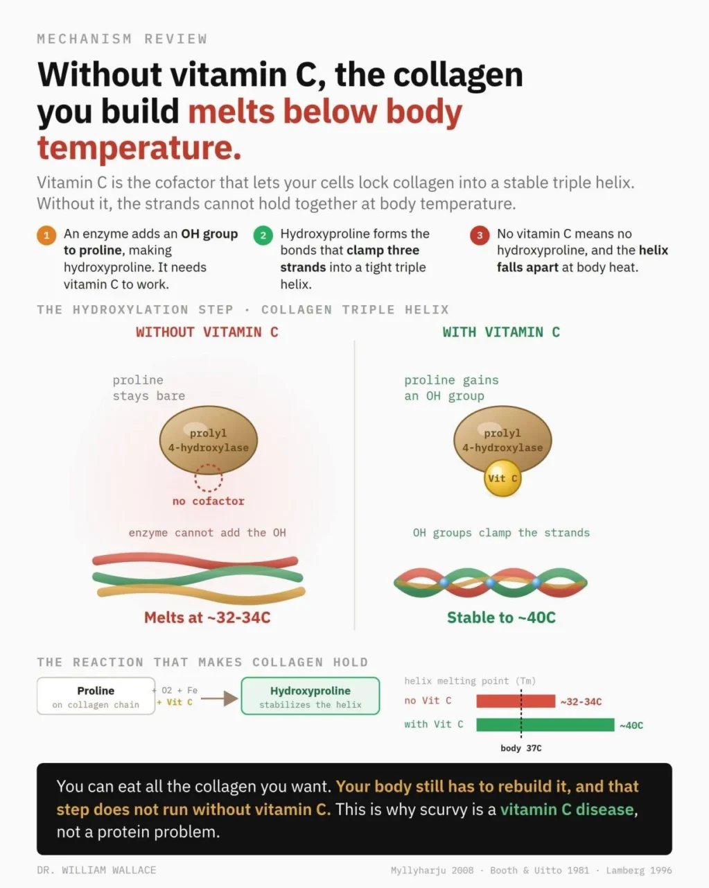 William Wallace: Vitamin C and Collagen Work as One Biological System