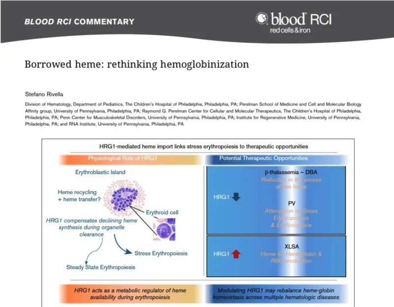 Stefano Rivella: Stress Erythropoiesis and the Role of HRG1-Mediated Heme Import