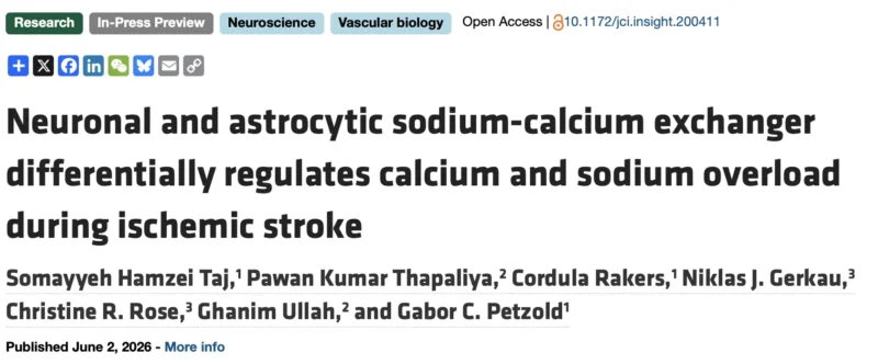 Ghanim Ullah: Determining the Role of NCX1 in Neurons and Astrocytes During Ischemic Stroke