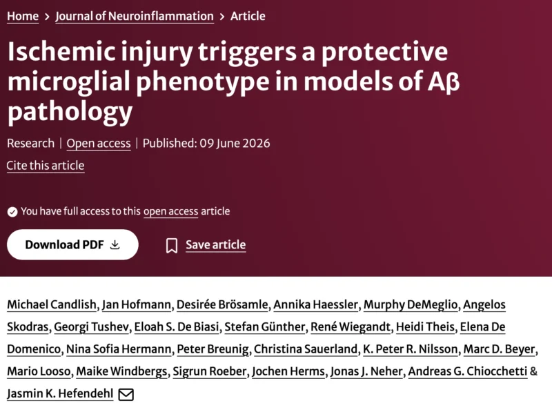 Jasmin Hefendehl: Ischemic Stroke Reveals a Protective Microglial Response in Alzheimer’s Pathology