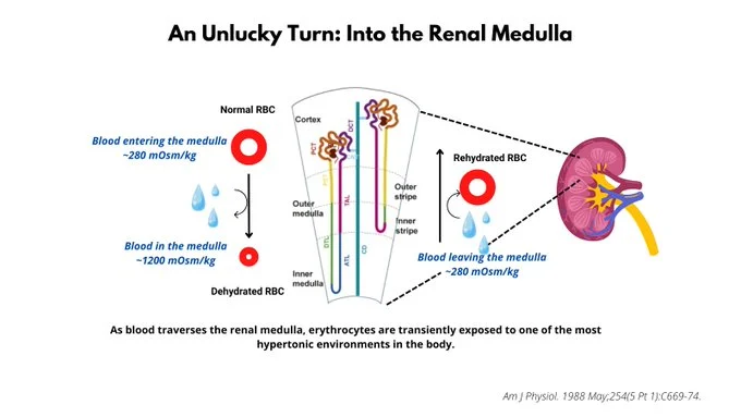 William Aird: An Unlucky Turn Into the Renal Artery 1 William Aird