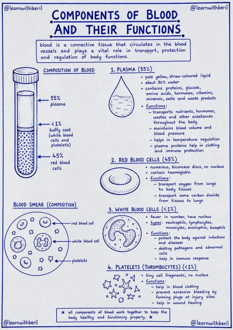 Beril Awuor: The Functional Architecture of Blood and Its Physiological Significance 1 Beril Awuor: The Functional Architecture of Blood and Its Physiological Significance