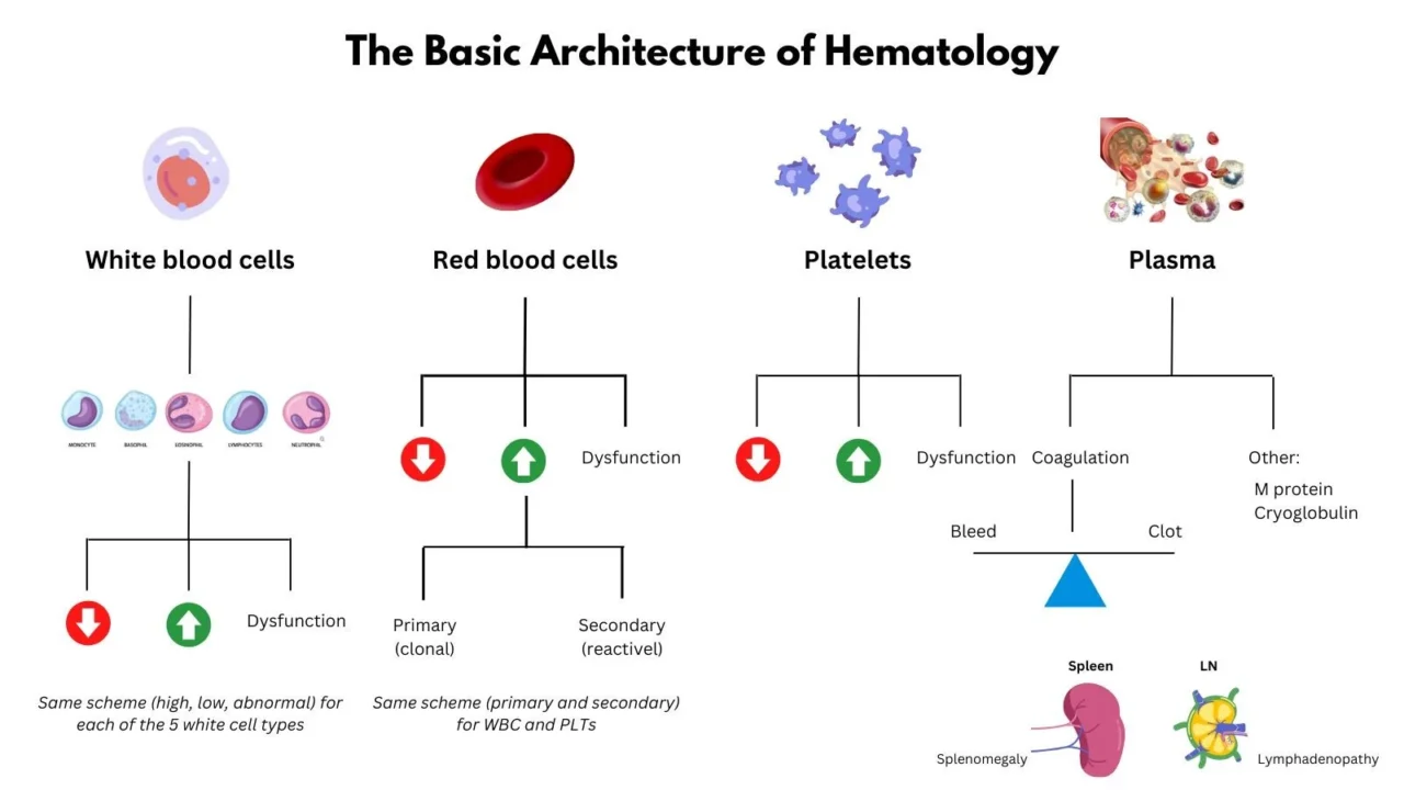 William Aird: A Basic Architecture of Hematology 1 William Aird: A Basic Architecture of Hematology