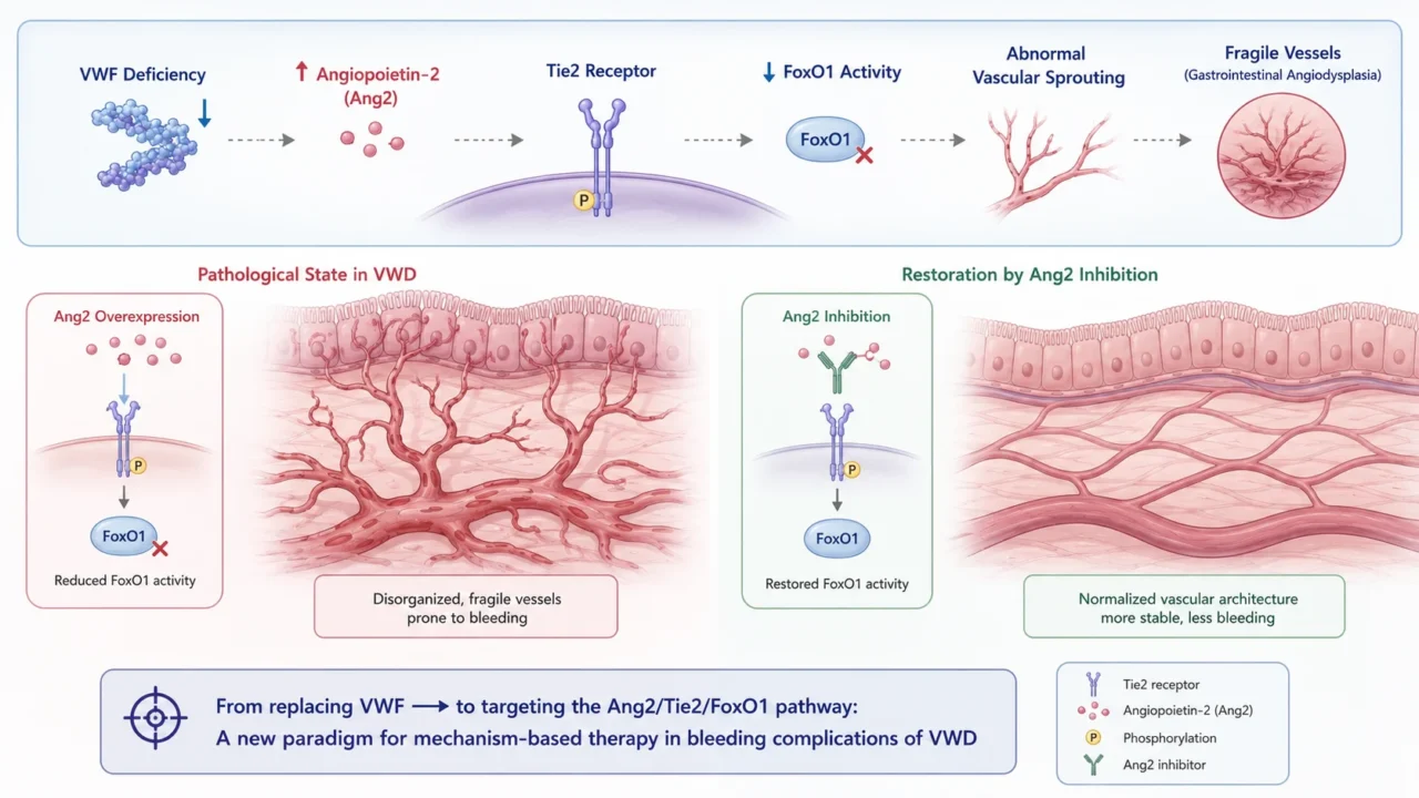 A Century of VWD: Redefining Its Role Beyond Hemostasis 2 A Century of VWD: Redefining Its Role Beyond Hemostasis