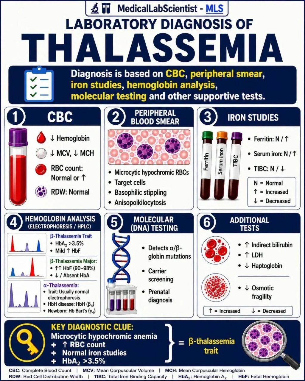 Lesley Van Wyk: Laboratory Diagnosis of Thalassemia 1 Lesley Van Wyk: Laboratory Diagnosis of Thalassemia