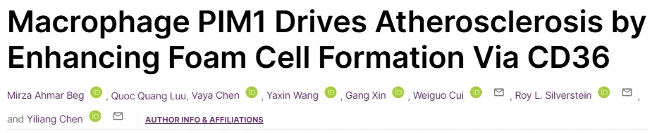 Yiliang Chen: PIM1 Identified as a Driver of Macrophage Foam Cell Formation in Atherosclerosis