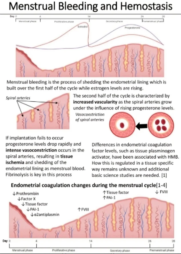 Jonathan Douxfils: Can Untreated Heavy Menstrual Bleeding Increase the Risk of Venous Thromboembolism? 1 Jonathan Douxfils: Can Untreated Heavy Menstrual Bleeding Increase the Risk of Venous Thromboembolism?