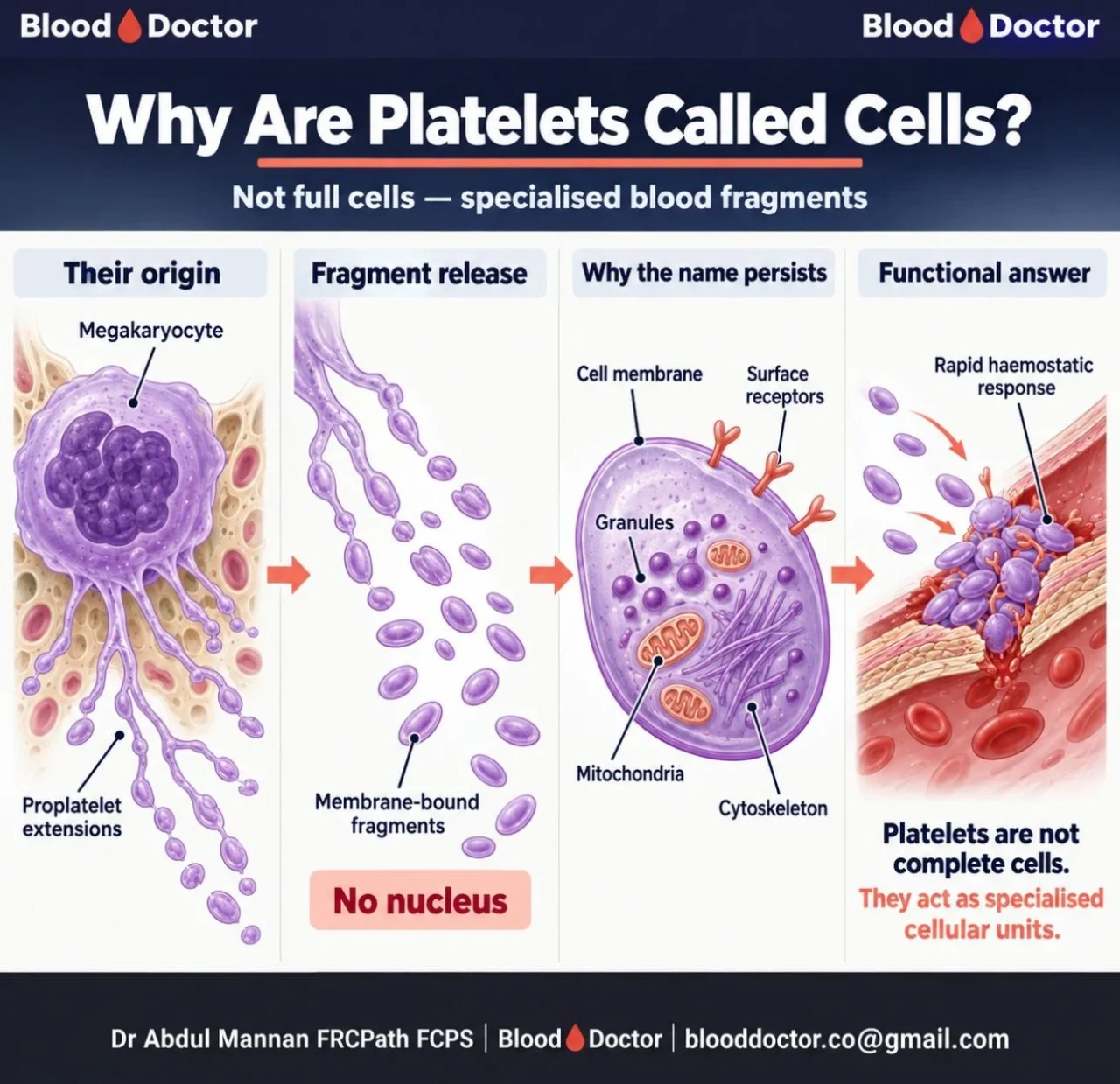 Abdul Mannan: What Exactly Is a Platelet? 1 Abdul Mannan