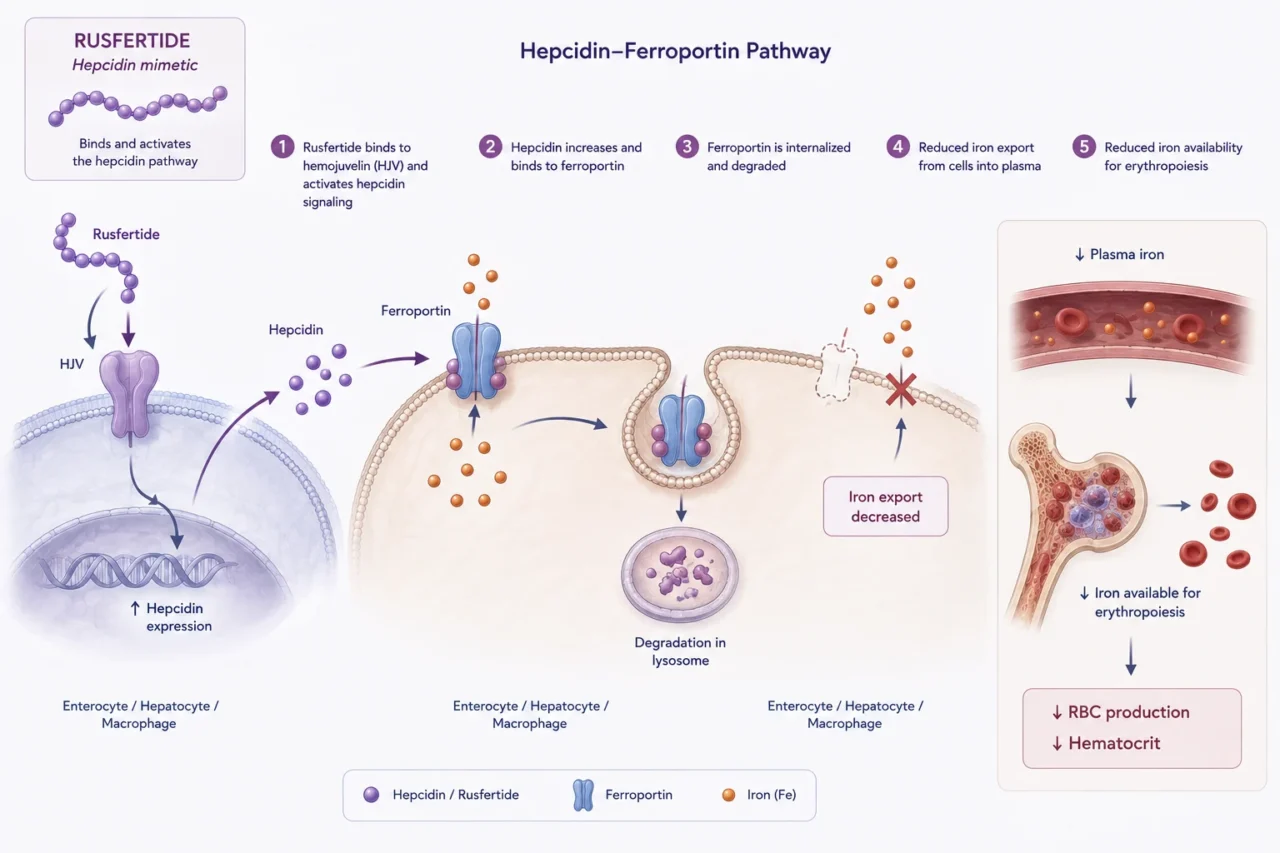 Anticoagulation and Contemporary Secondary Prevention of Thrombosis in Polycythemia Vera