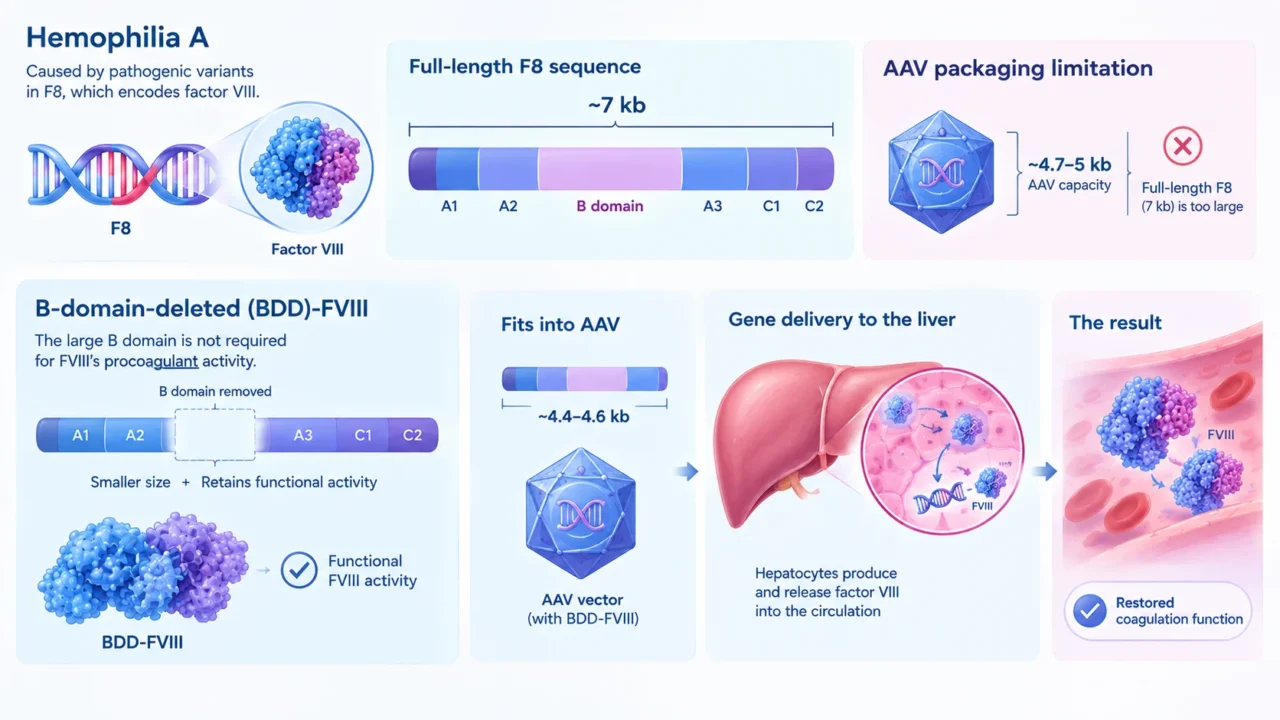 CRISPR and Hemophilia: The Next Frontier of In Vivo Gene Editing