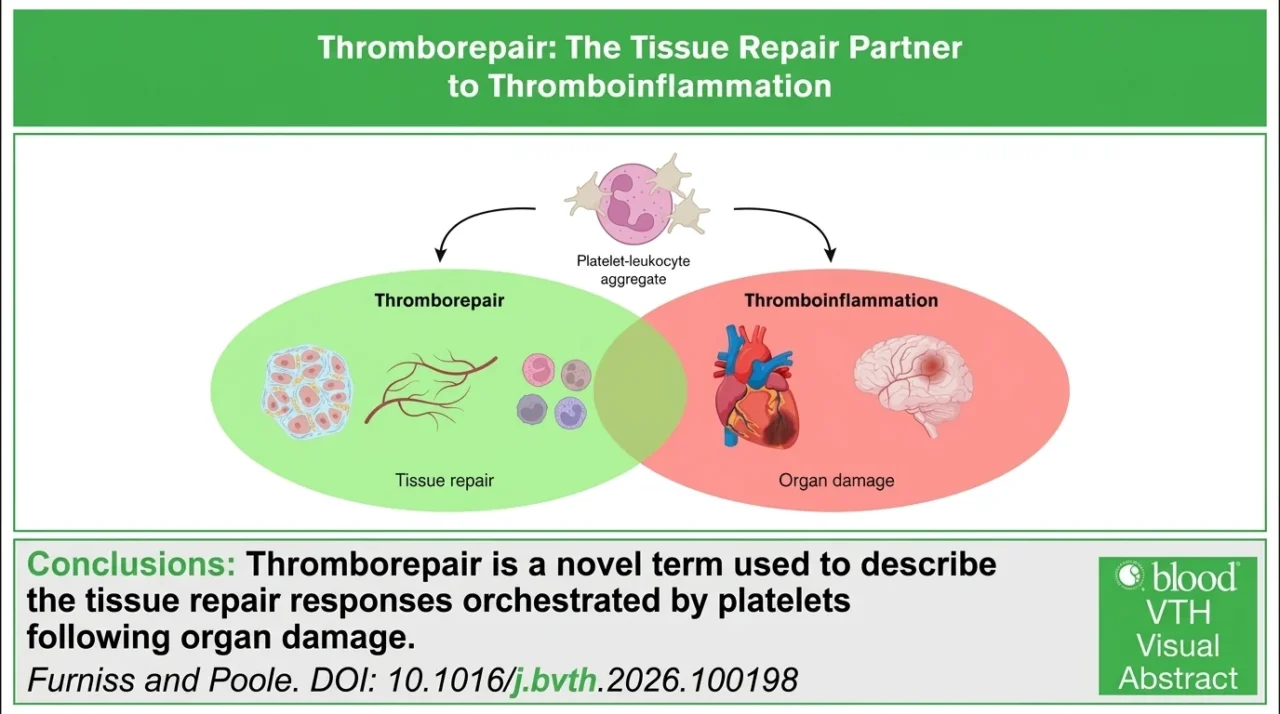 Jonathan Furniss: The Platelet Response That Helps Drive Tissue Repair
