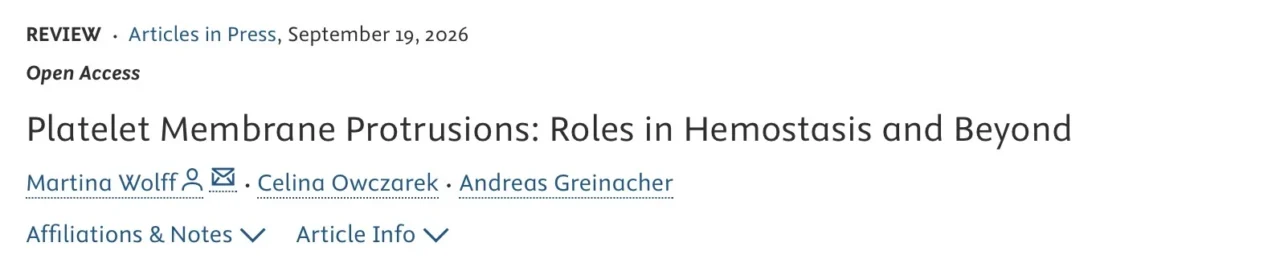 Martina Wolff: How Platelet Membrane Protrusions Shape Hemostasis and Thrombosis