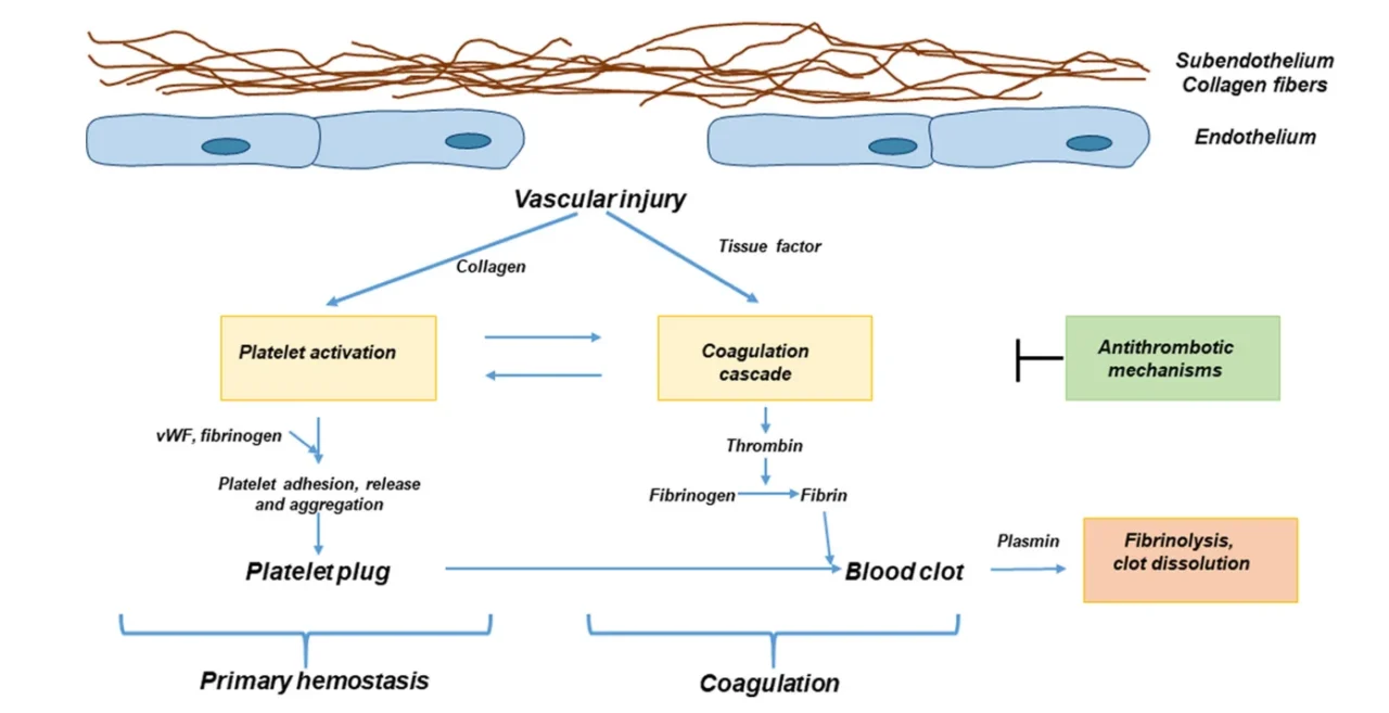 Complement - Coagulation Crosstalk in Thrombosis 2 Complement - Coagulation Crosstalk