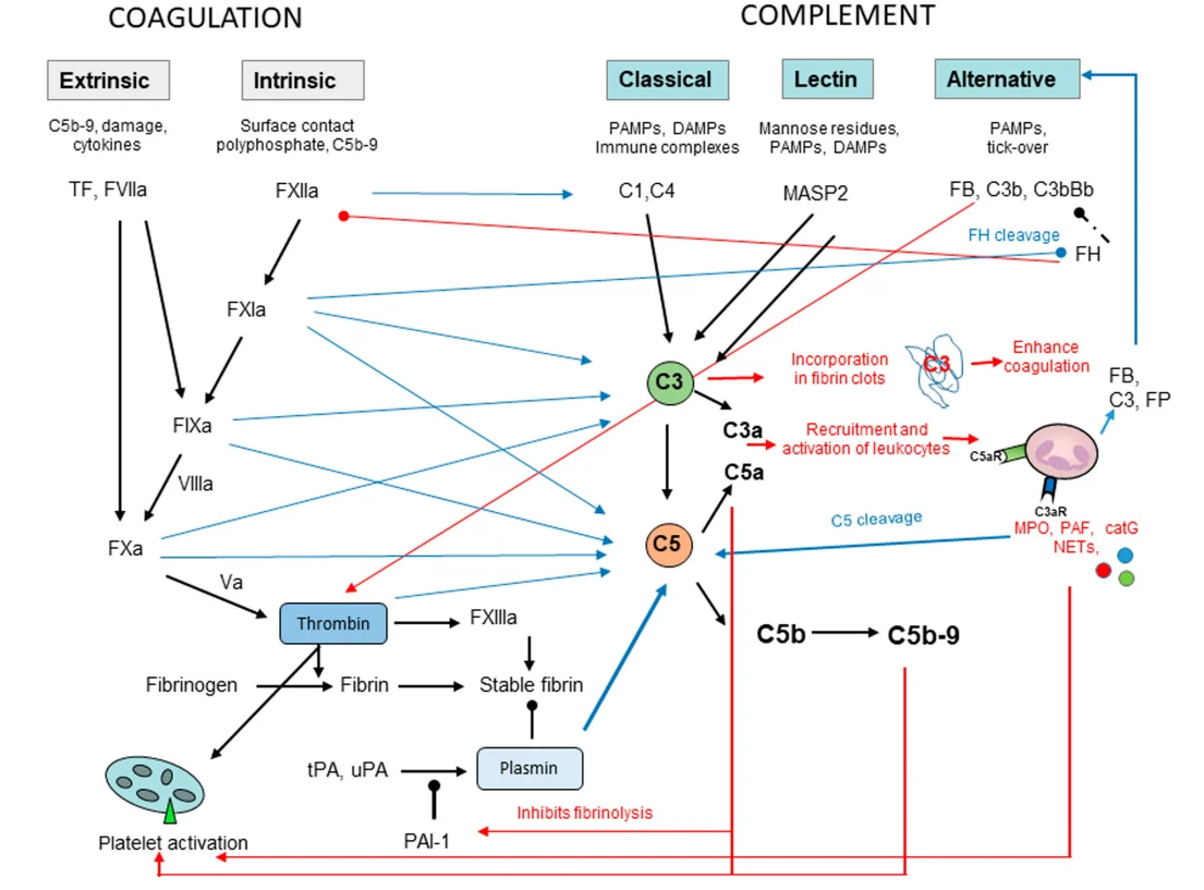 Complement - Coagulation Crosstalk in Thrombosis 4 Complement - Coagulation Crosstalk