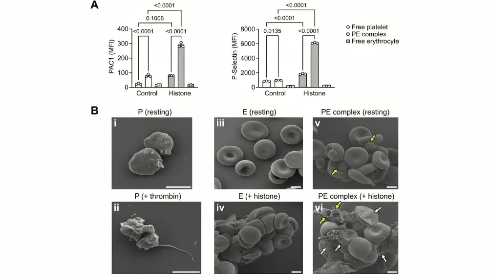 Blocking Histone-Induced Platelet-Erythrocyte Interactions With Polyanions – Platelets Journal