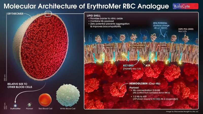 Caitlin Raymond: Can Artificial Blood Solve Blood Supply Shortages?